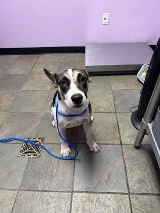 A young medium-sized female Mixed Breed dog named 61684265 for adoption in El Paso, TX