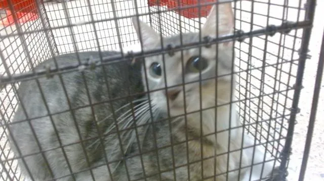 A young small-sized female Domestic Short Hair cat named Matti for adoption in Miami, FL