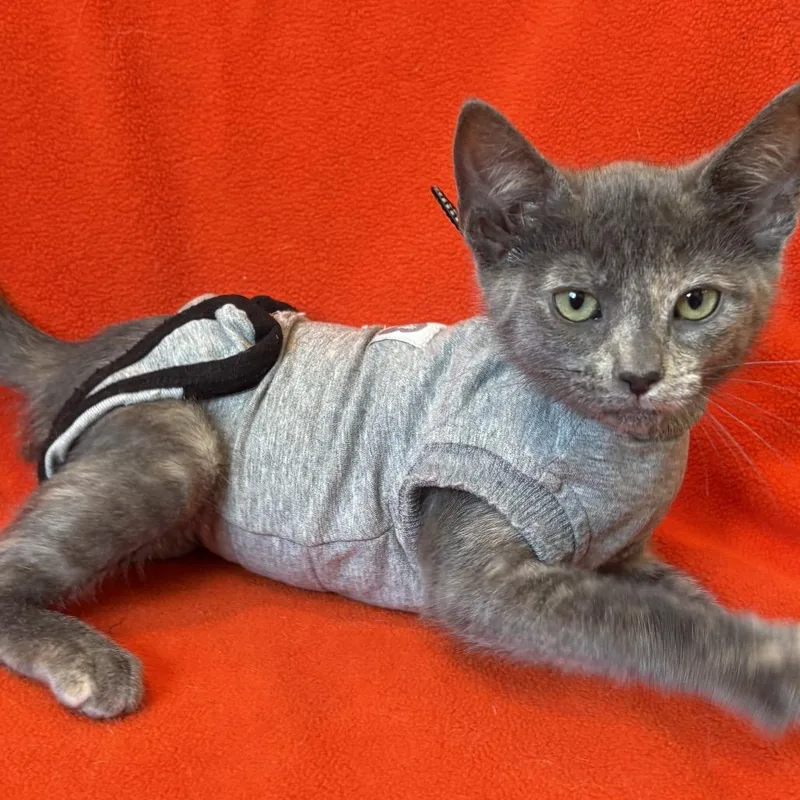 A baby small-sized female Tortoiseshell Domestic Short Hair cat named Pat Benatar for adoption in Los Angeles, CA