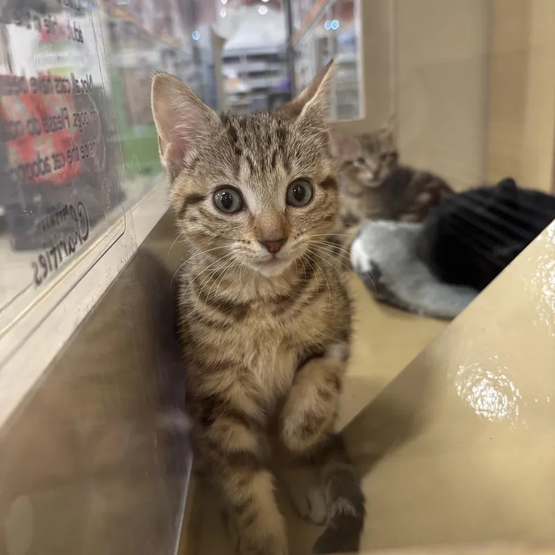 A baby small-sized male Black Domestic Short Hair cat named Big Mac & Pickles for adoption in Worcester, MA