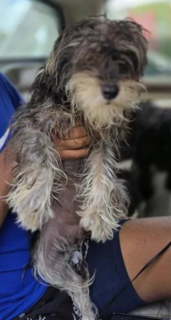 A young small-sized female Terrier dog named Danica for adoption in San Antonio, TX
