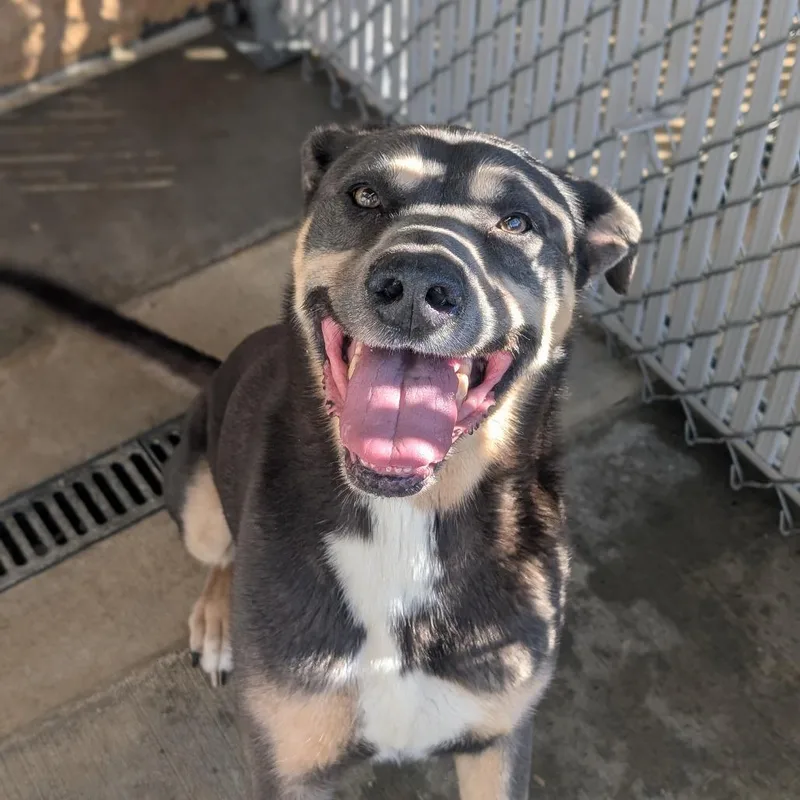 An adult large-sized female Gray / Blue / Silver Rottweiler dog named Fairy for adoption in Sand Springs, OK