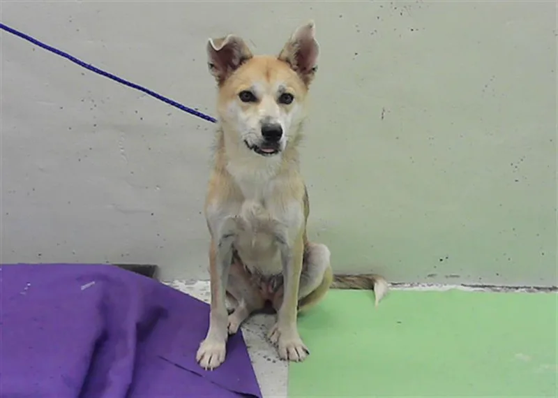 An adult medium-sized female Siberian Husky dog named Ladybug for adoption in Houston, TX