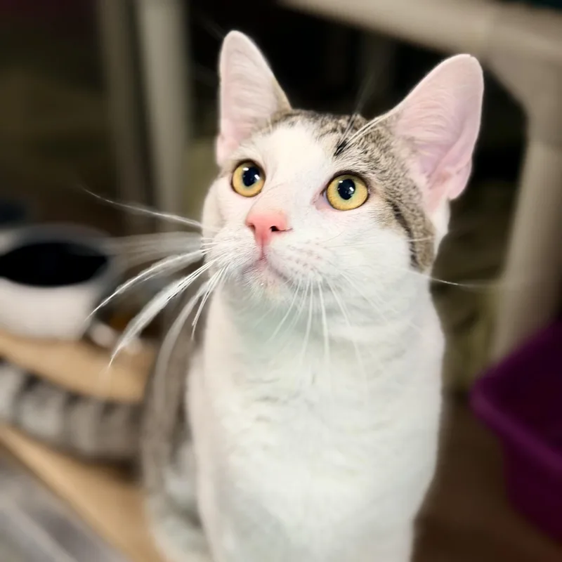 An adult medium-sized male Tabby (Brown / Chocolate) Domestic Short Hair cat named Caloy for adoption in Jackson, NJ