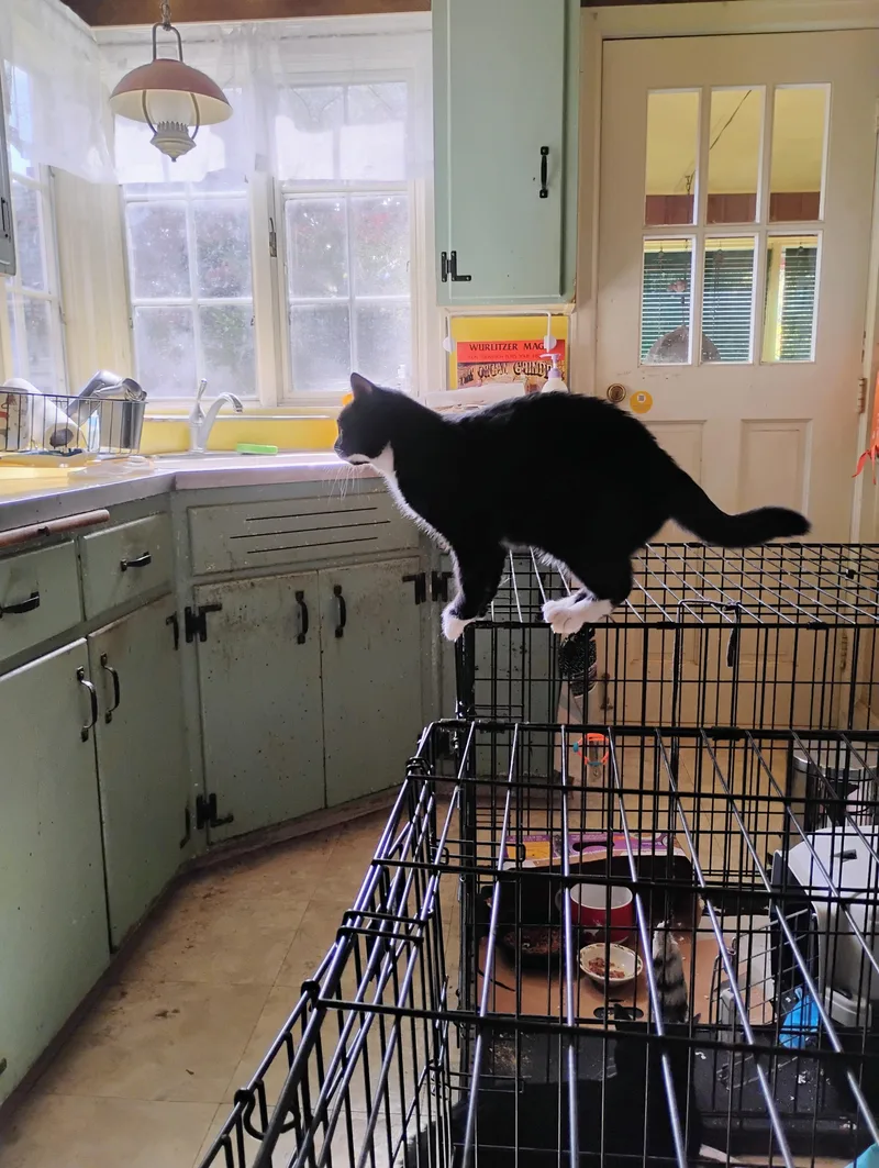 A baby medium-sized male Black & White / Tuxedo Domestic Short Hair cat named Bootsie for adoption in Rochester, NY