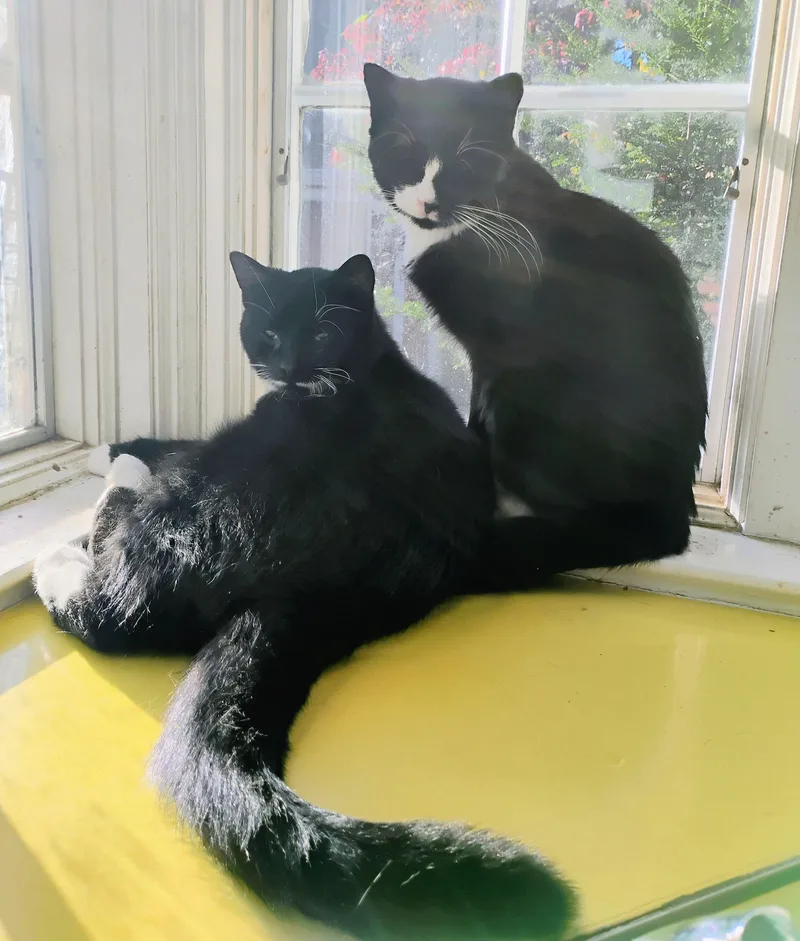 Bootsie thumbnail 2