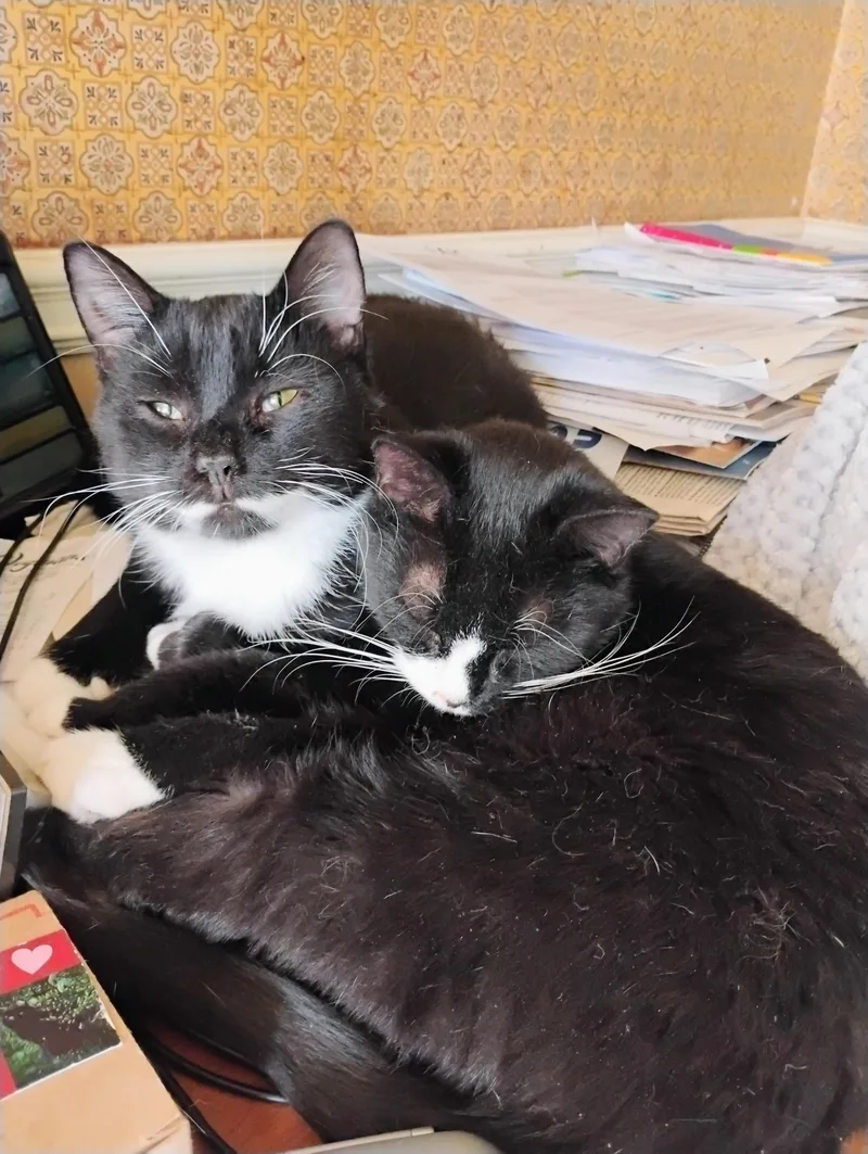 Bootsie thumbnail 3