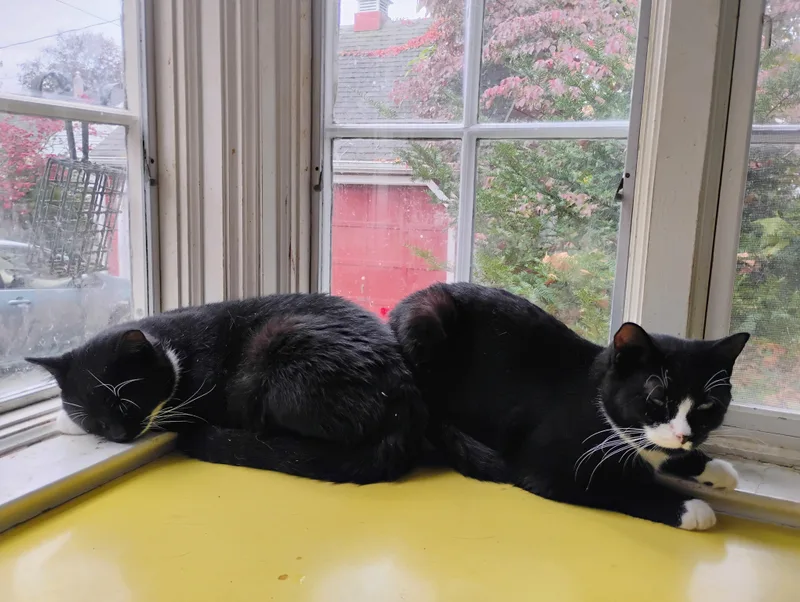 Bootsie thumbnail 5