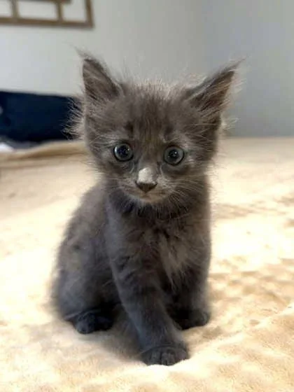 A baby medium-sized male Domestic Short Hair cat named BunBun for adoption in Savannah, GA