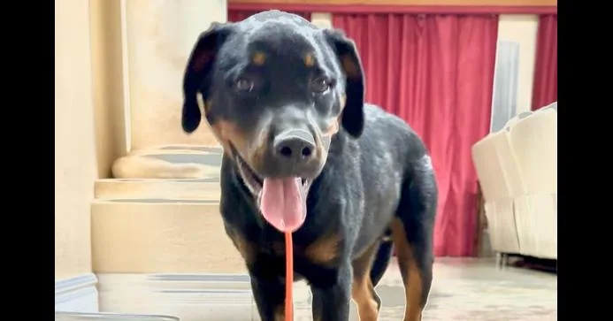A baby large-sized male Brown / Chocolate Rottweiler dog named Porter for adoption in Gilbert, AZ