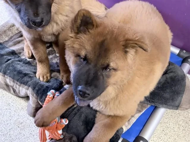 A baby small-sized male Chow Chow dog named Spot for adoption in Ames, IA
