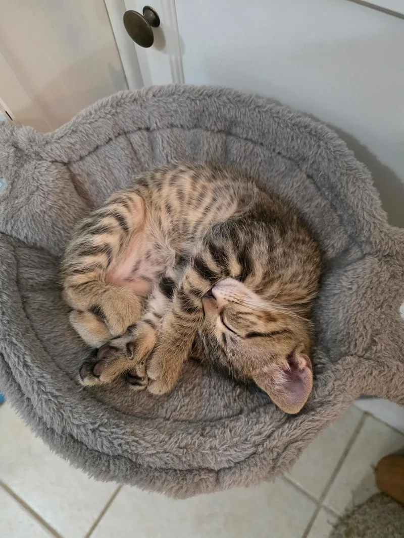 A baby medium-sized male Tabby (Brown / Chocolate) Domestic Short Hair cat named Huckleberry for adoption in Round Rock, TX
