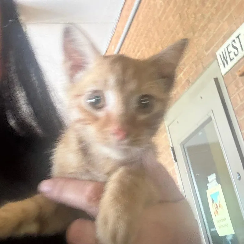 A baby small-sized male Domestic Short Hair cat named Ellis for adoption in Birmingham, AL