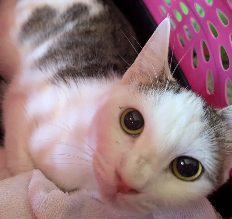 A young medium-sized female Domestic Short Hair cat named Natalie for adoption in Seven Valleys, PA