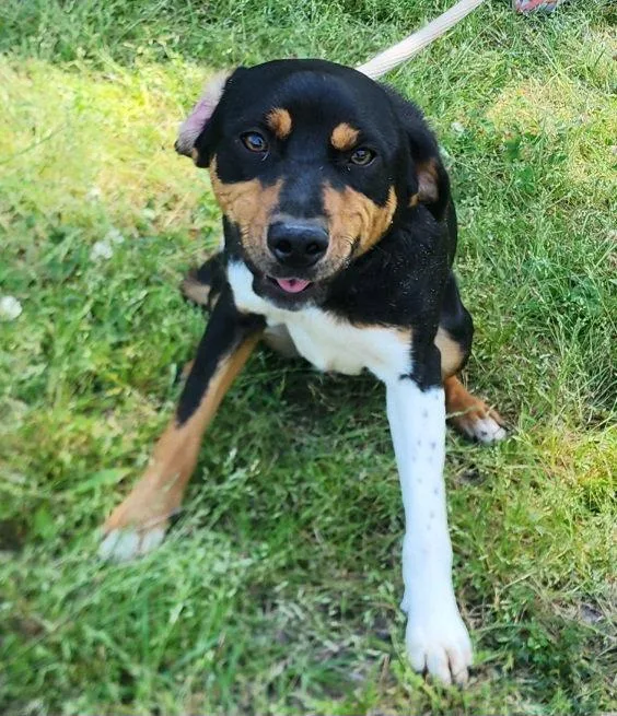 An adult medium-sized female Terrier dog named Bolger for adoption in Wetumpka, AL