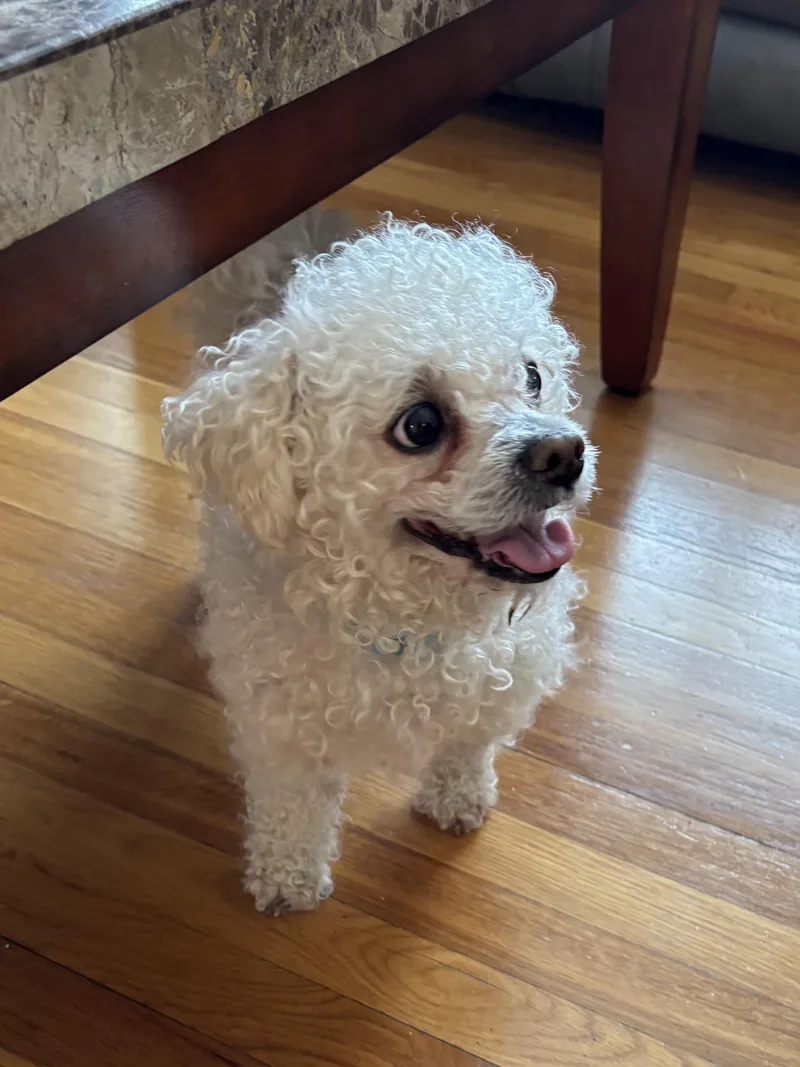 An adult small-sized male White / Cream Bichon Frise dog named Gino for adoption in Wayne, NJ