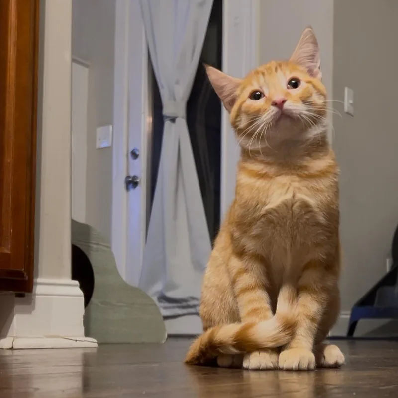 A baby small-sized male Orange / Red Domestic Short Hair cat named Hank for adoption in White, GA