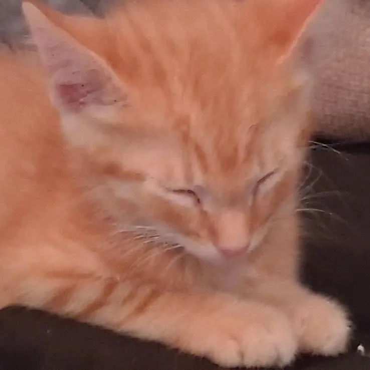 Hank thumbnail 3