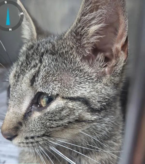 An adult small-sized female Domestic Short Hair cat named B Athena for adoption in Dallas, GA