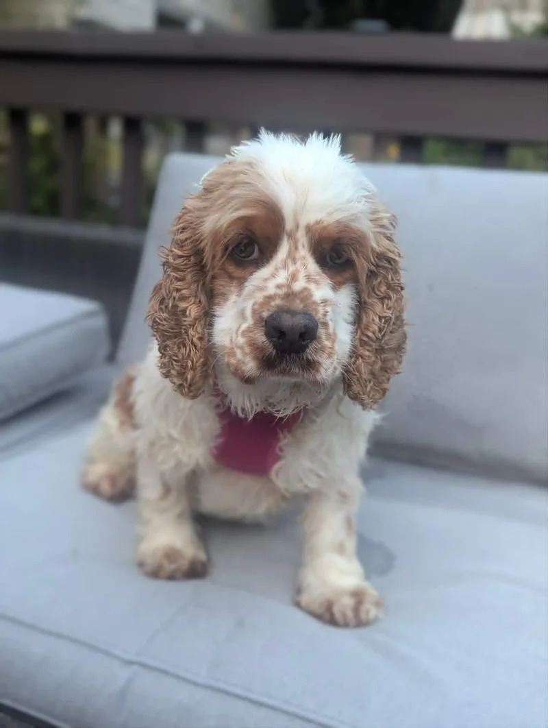 An adult medium-sized female Cocker Spaniel dog named Biscuit for adoption in Havertown, PA