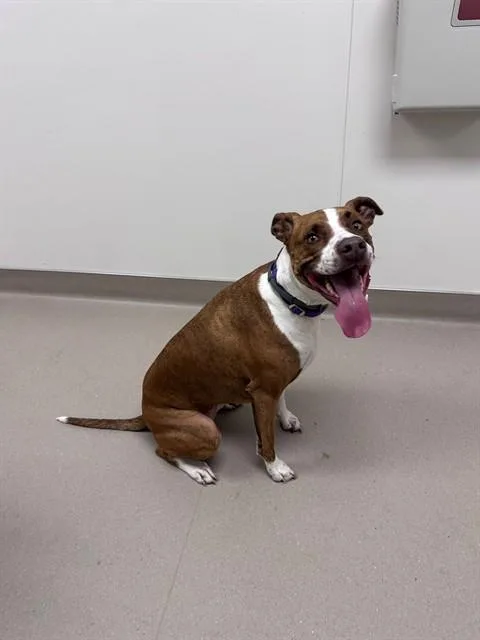 An adult large-sized female Pit Bull Terrier dog named Bailey for adoption in San Luis Obispo, CA