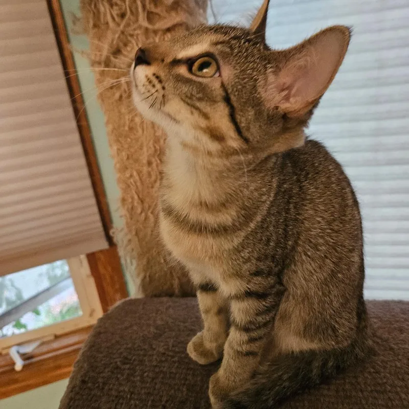 A baby small-sized male Gray / Blue / Silver Domestic Short Hair cat named Jimmy for adoption in Grand Rapids, MN