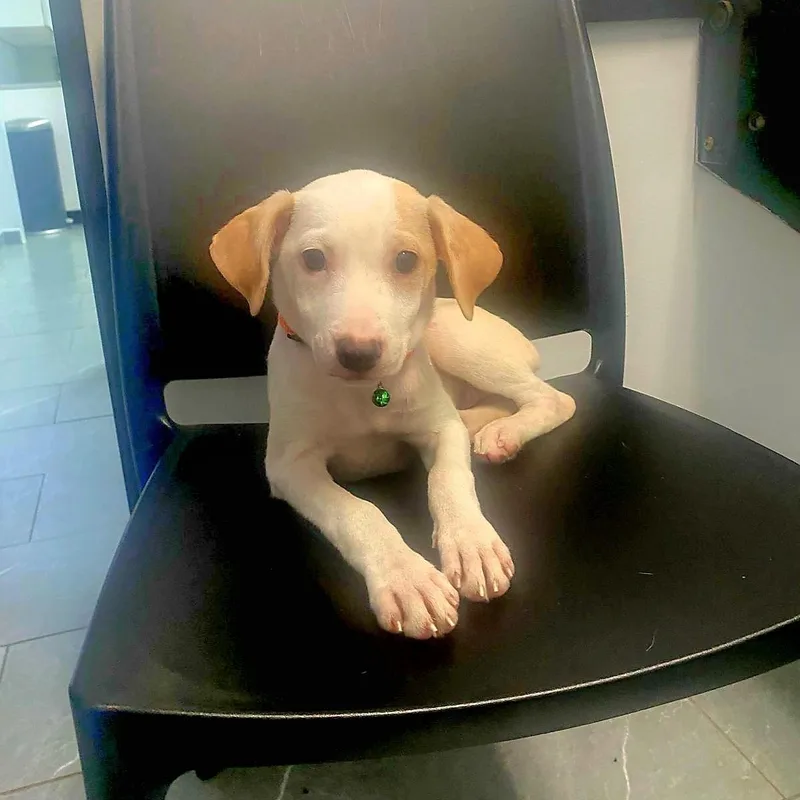 Tatiana "here I Wait."