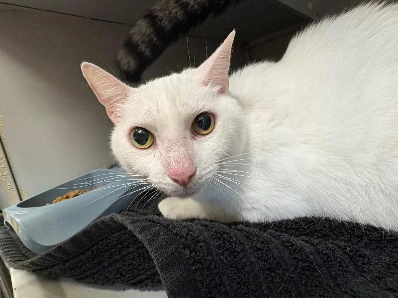 An adult medium-sized female White Domestic Short Hair cat named Annabelle for adoption in Burgaw, NC