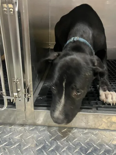 A young large-sized male Labrador Retriever dog named Fiji for adoption in Dallas, TX