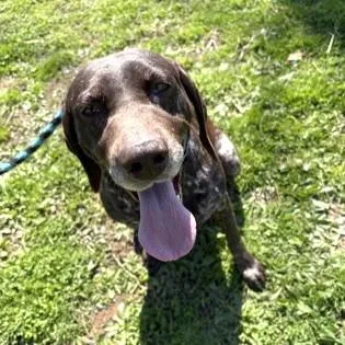 An adult medium-sized female Brown / Chocolate German Shorthaired Pointer dog named Lottie for adoption in Phoenixville, PA