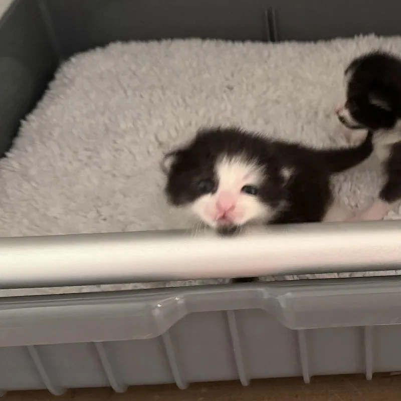 A baby medium-sized female Black & White / Tuxedo Domestic Short Hair cat named Miny for adoption in Greensboro, NC