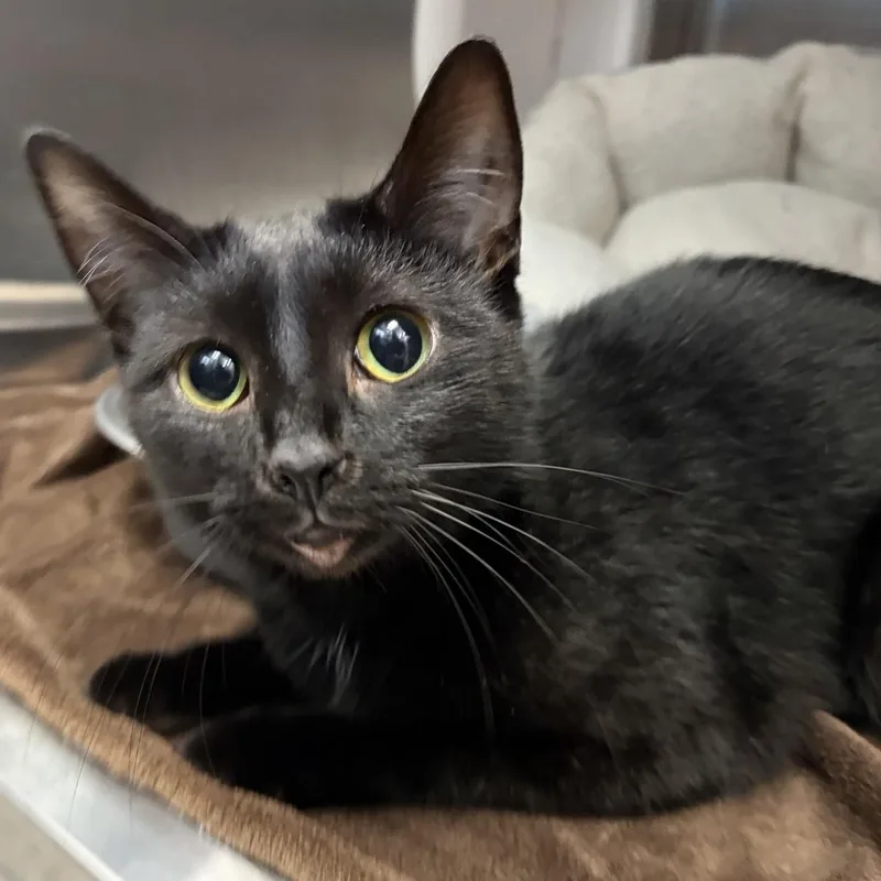 A young medium-sized female Black Domestic Short Hair cat named Fleur for adoption in Allegan, MI