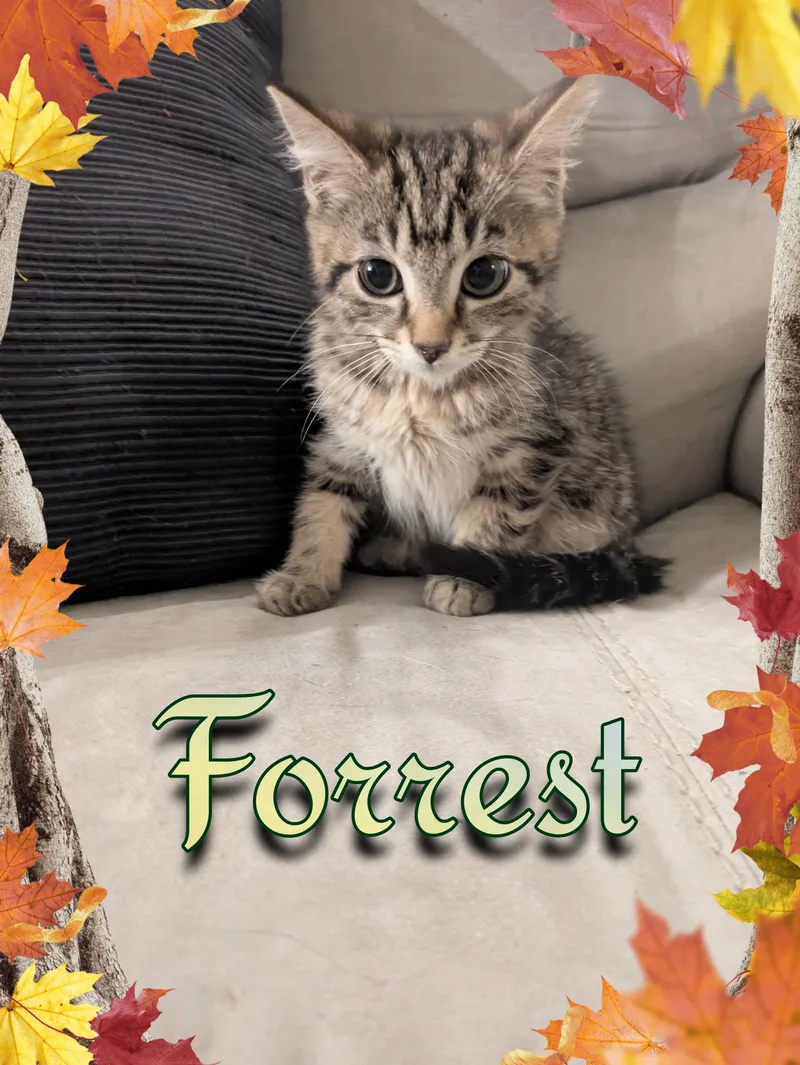 A baby medium-sized male Tabby (Brown / Chocolate) Domestic Short Hair cat named Forrest for adoption in Great Mills, MD