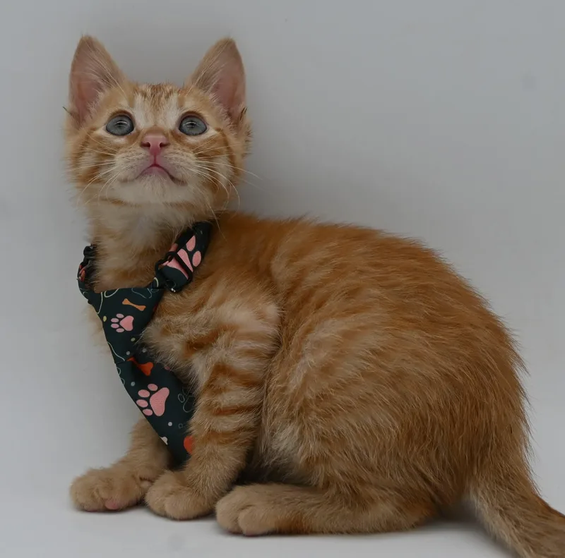 A baby medium-sized male Tabby cat named Fisher. Loves Kids for adoption in Mobile, AL