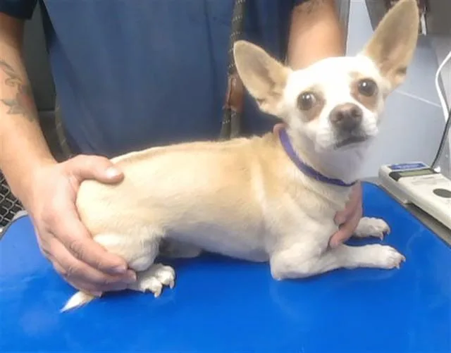 An adult small-sized male Chihuahua dog named Hot Wing for adoption in Phoenix, AZ