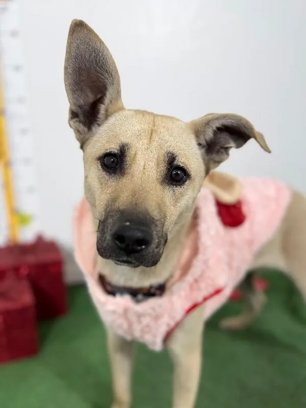 A young medium-sized female Yellow / Tan / Blond / Fawn Carolina Dog dog named Queen for adoption in Carlsbad, CA
