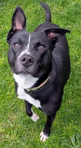 An adult large-sized female Pit Bull Terrier dog named Bouncy for adoption in Akron, OH