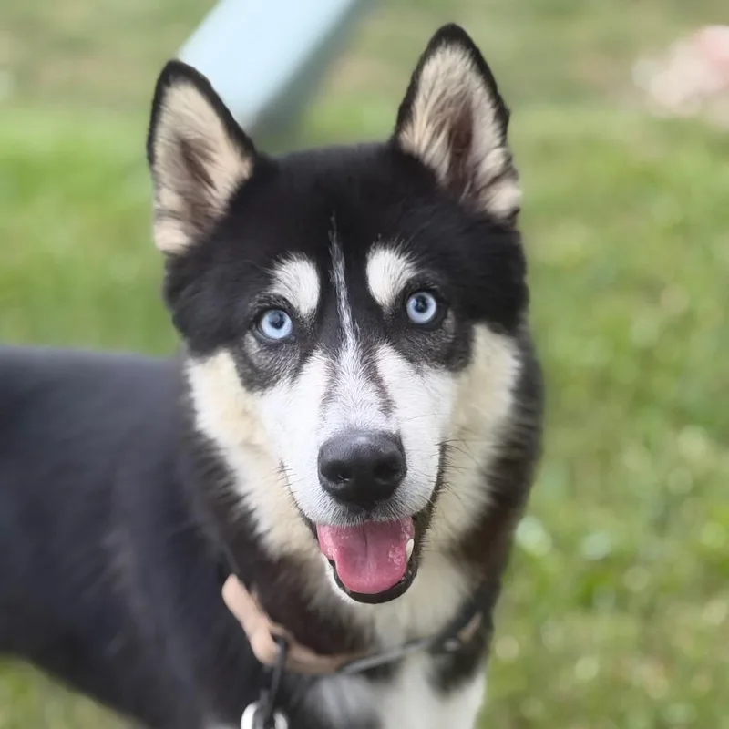 A young medium-sized male Husky dog named Archie yellow for adoption in Greenfield, IN