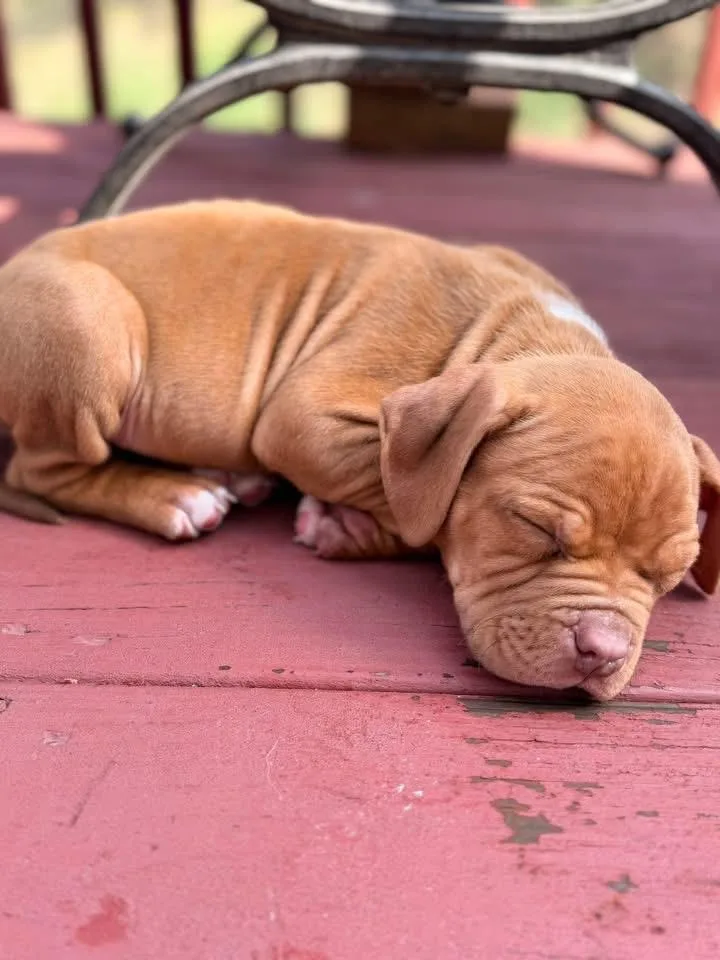 Marshall thumbnail 2