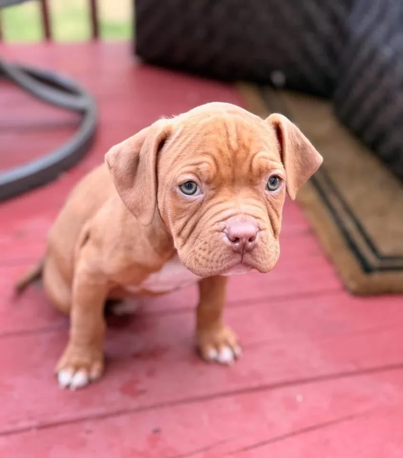 Marshall thumbnail 3