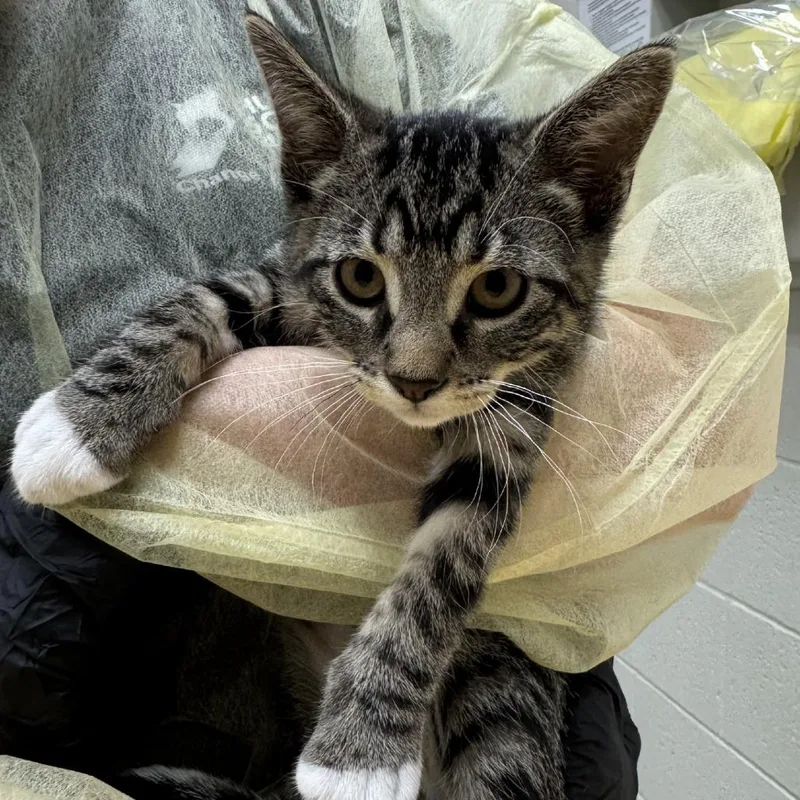A baby small-sized male Brown / Chocolate Domestic Short Hair cat named Texas Sheet Cake for adoption in Murray, UT