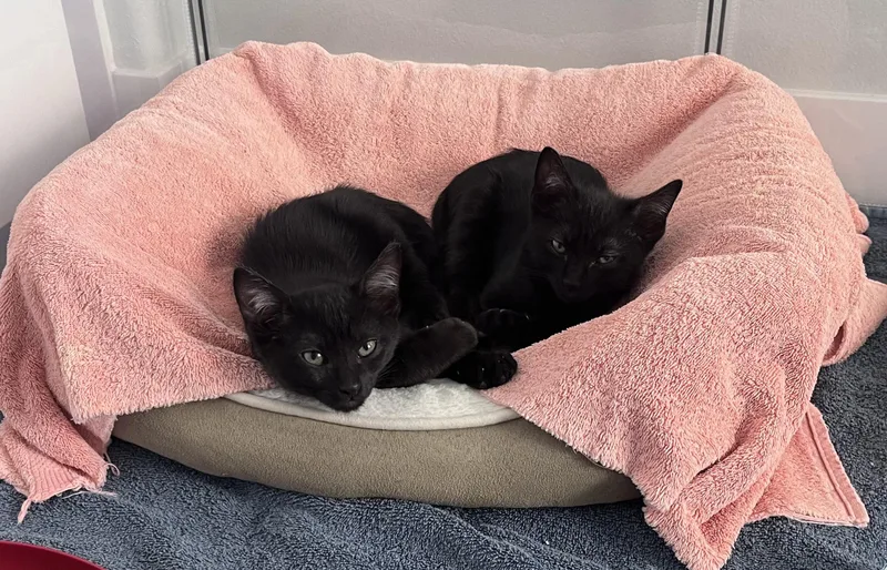A baby small-sized male Black Domestic Short Hair cat named Tock for adoption in Burbank, CA