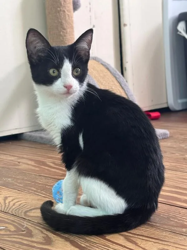 A young medium-sized female Black Domestic Short Hair cat named Alaska for adoption in Warren, PA