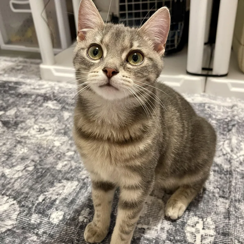 A baby medium-sized female Tabby (Gray / Blue / Silver) Domestic Short Hair cat named Sassy for adoption in Richmond, VA