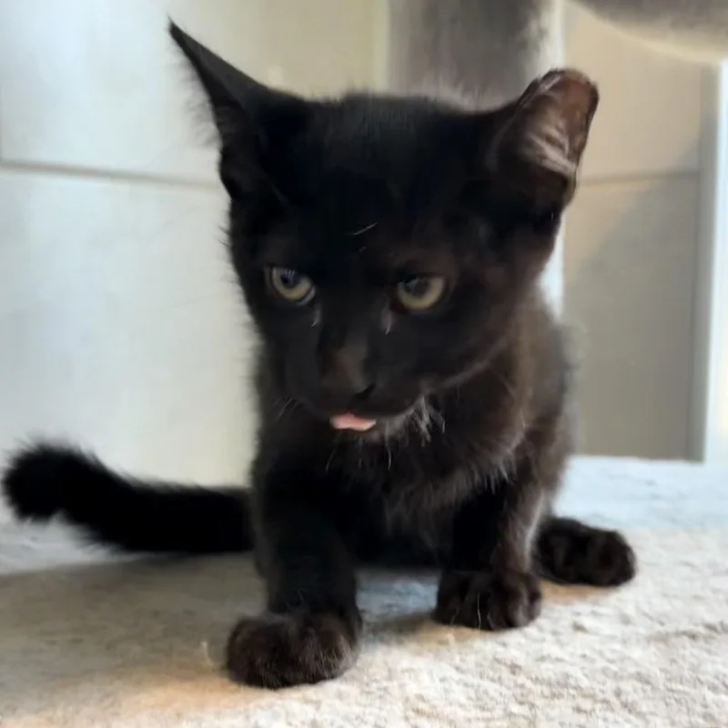 A baby small-sized male Black Domestic Short Hair cat named Salem for adoption in Midland, TX