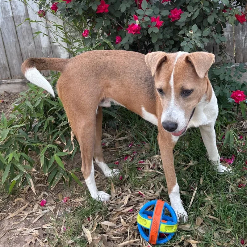 A young medium-sized male Yellow / Tan / Blond / Fawn Basenji dog named Rocky for adoption in Manvel, TX