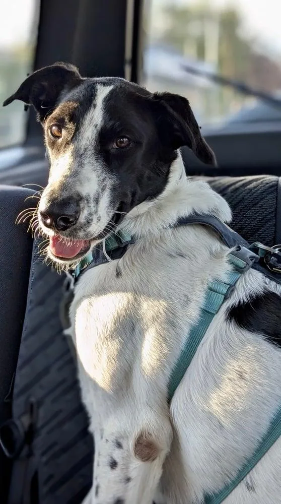 An adult medium-sized female White / Cream Mixed Breed dog named Maya for adoption in AUBURN, WA