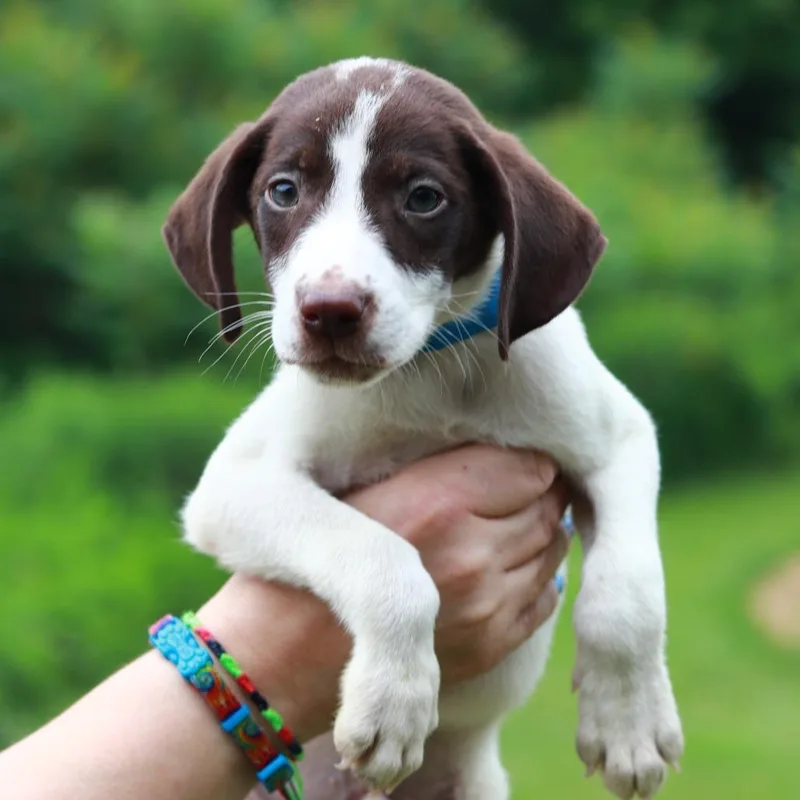 A baby medium-sized male White / Cream Pointer dog named CT Nacho Fries for adoption in Stormville, NY