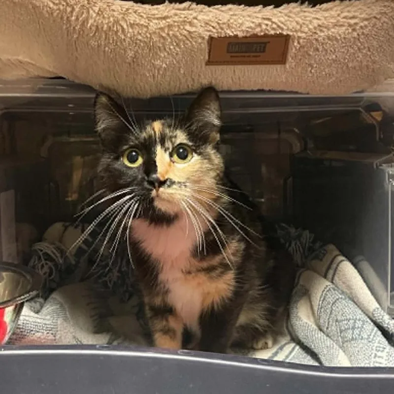 A young medium-sized female Tortoiseshell Domestic Short Hair cat named Sparkles for adoption in Shawnee, KS