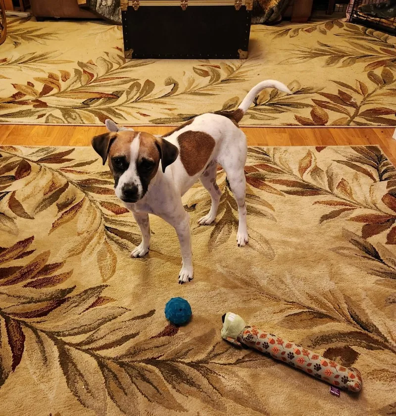A young small-sized male Fox Terrier dog named Noah for adoption in Amity, OR